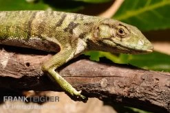 Buntleguan, Polychrus Marmoratus