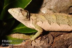 Buntleguan, Polychrus Marmoratus -Interaquaristik Verkäufe Buntleguan Polychrus marmoratus 3