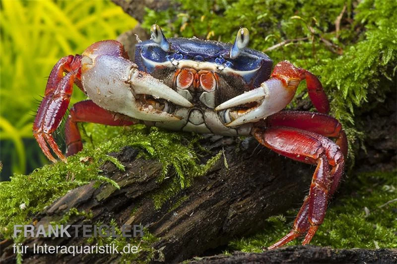Harlekinkrabbe, Cardisoma armatum Harlekinkrabbe, Cardisoma Armatum -Interaquaristik Verkäufe Cardisoma armatum 4