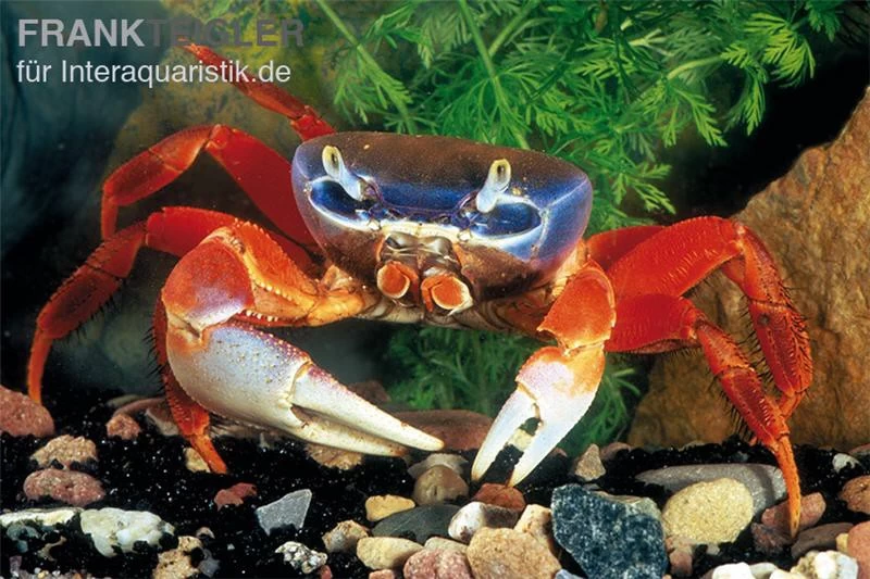 Harlekinkrabbe, Cardisoma armatum Harlekinkrabbe, Cardisoma Armatum -Interaquaristik Verkäufe Cardisoma armatum Landkrabbe