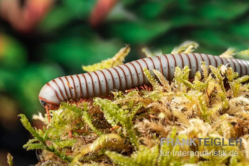 Caudulanus-Tausendfüßer, Spirobolus caudulanus Caudulanus-Tausendfüßer, Spirobolus Caudulanus -Interaquaristik Verkäufe Caudulanus Tausendfuesser Spirobolus caudulanus 2