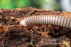 Caudulanus-Tausendfüßer, Spirobolus Caudulanus 4 Caudulanus-Tausendfüßer, Spirobolus Caudulanus -Interaquaristik Verkäufe Caudulanus Tausendfuesser Spirobolus caudulanus 3