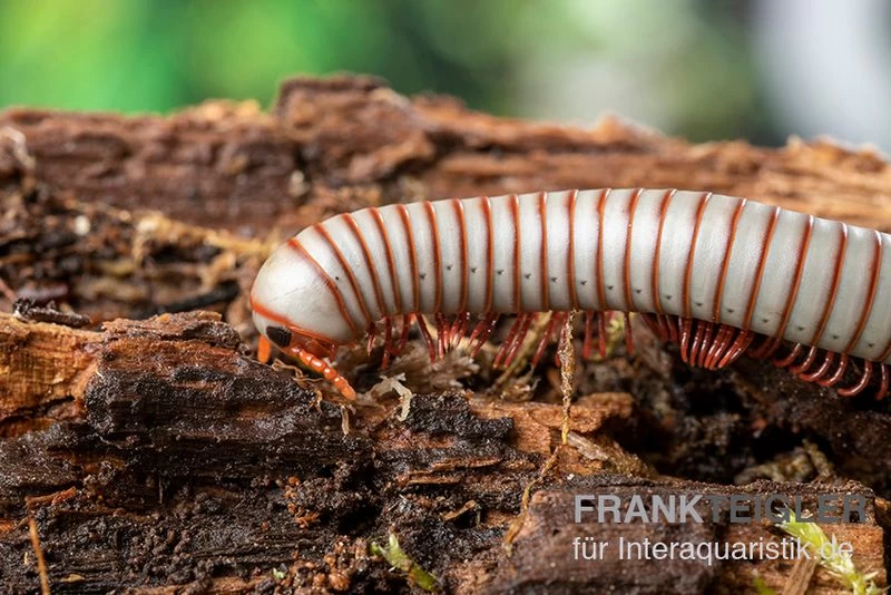 Caudulanus-Tausendfüßer, Spirobolus caudulanus Caudulanus-Tausendfüßer, Spirobolus Caudulanus -Interaquaristik Verkäufe Caudulanus Tausendfuesser Spirobolus caudulanus 3