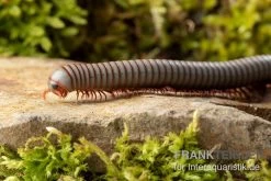 Caudulanus-Tausendfüßer, Spirobolus Caudulanus 5 Caudulanus-Tausendfüßer, Spirobolus Caudulanus -Interaquaristik Verkäufe Caudulanus Tausendfuesser Spirobolus caudulanus 4