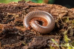 Caudulanus-Tausendfüßer, Spirobolus Caudulanus 6 Caudulanus-Tausendfüßer, Spirobolus Caudulanus -Interaquaristik Verkäufe Caudulanus Tausendfuesser Spirobolus caudulanus 5