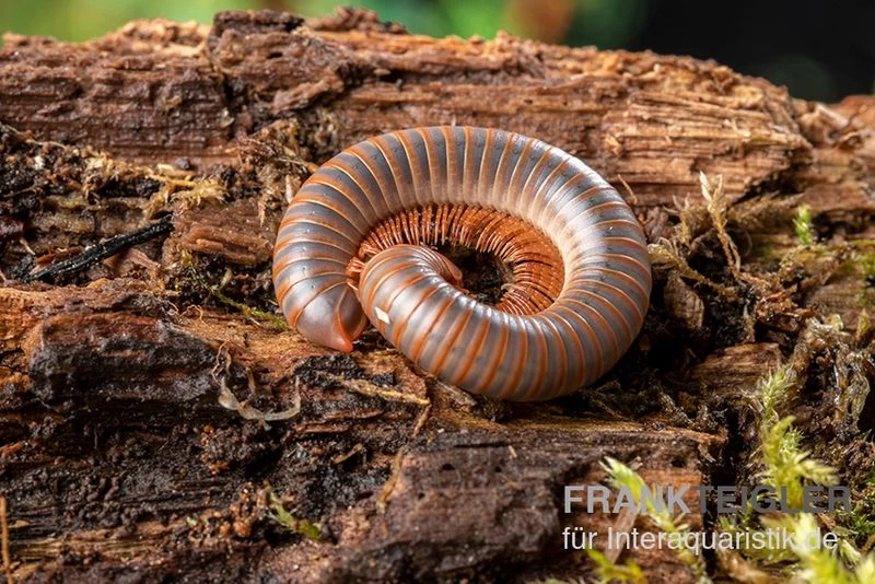 Caudulanus-Tausendfüßer, Spirobolus caudulanus Caudulanus-Tausendfüßer, Spirobolus Caudulanus -Interaquaristik Verkäufe Caudulanus Tausendfuesser Spirobolus caudulanus 5
