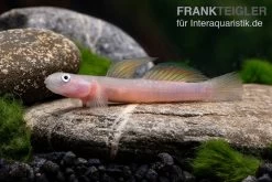 Cebu-Grundel, Sicyopus Cebuensis, 1 Paar