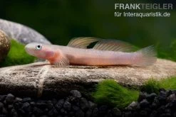 Cebu-Grundel, Sicyopus Cebuensis, 1 Paar -Interaquaristik Verkäufe Cebu Grundel Sicyopus cebuensis 3