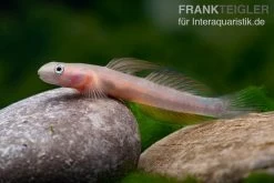 Cebu-Grundel, Sicyopus Cebuensis, 1 Paar -Interaquaristik Verkäufe Cebu Grundel Sicyopus cebuensis 4