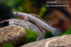 Cebu-Grundel, Sicyopus Cebuensis, 1 Paar -Interaquaristik Verkäufe Cebu Grundel Sicyopus cebuensis 5