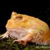 Aprikosefarbener Albino Pacman-Frog, Ceratophrys Cranwelli Apricot -Interaquaristik Verkäufe Ceratophrys cranwelli Apricot