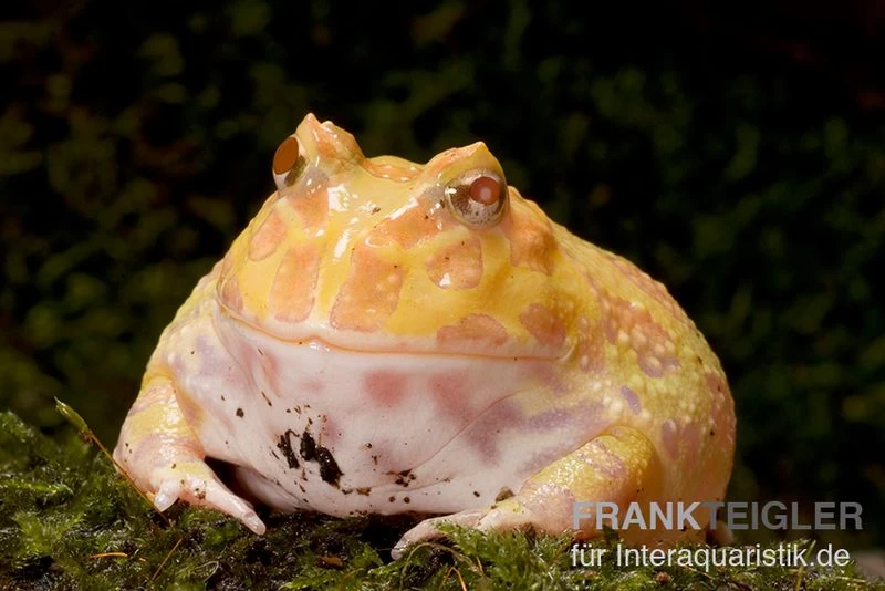 Aprikosefarbener Albino Pacman-Frog, Ceratophrys cranwelli apricot Aprikosefarbener Albino Pacman-Frog, Ceratophrys Cranwelli Apricot -Interaquaristik Verkäufe Ceratophrys cranwelli Apricot AFLFT1082