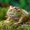 Camouflage-Pacman-Frog, Ceratophrys Cranwelli Camouflage -Interaquaristik Verkäufe Ceratophrys cranwelli Camouflage 1
