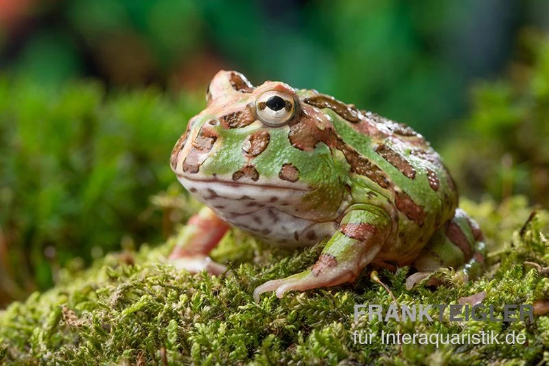 Camouflage-Pacman-Frog, Ceratophrys cranwelli Camouflage Camouflage-Pacman-Frog, Ceratophrys Cranwelli Camouflage -Interaquaristik Verkäufe Ceratophrys cranwelli Camouflage 1