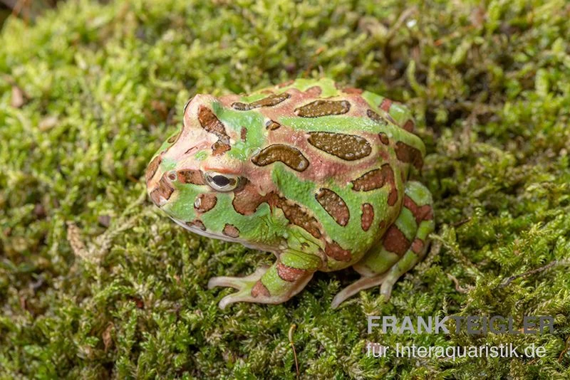 Camouflage-Pacman-Frog, Ceratophrys cranwelli Camouflage Camouflage-Pacman-Frog, Ceratophrys Cranwelli Camouflage -Interaquaristik Verkäufe Ceratophrys cranwelli Camouflage 3