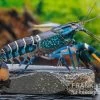 Cherax "Pink Coral", Cherax Warsamsonicus -Interaquaristik Verkäufe Cherax Pink Coral Cherax warsamsonicus 2
