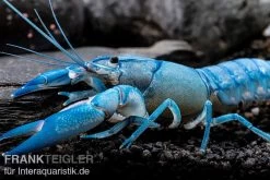 Blauer Yabby, Cherax Destructor "Blue Pearl" -Interaquaristik Verkäufe Cherax destructor Blue Pearl 8