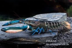 Cherax Sp. 'Blue Moon' Snake Skin -Interaquaristik Verkäufe Cherax spec BLUE MOON SNAKE SKIN m