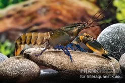 Roter Kambuayakrebs, Cherax Spec. Kambuaya Creek Red Claw