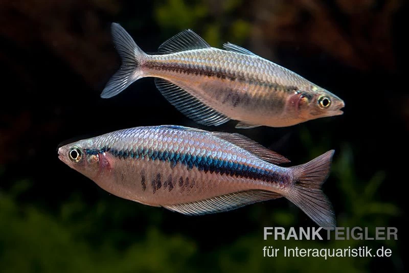 Wapoga-Regenbogenfisch, Chilatherina alleni "Wapoga", 5 Tiere Wapoga-Regenbogenfisch, Chilatherina Alleni "Wapoga", 5 Tiere -Interaquaristik Verkäufe Chilaterina alleni Wapoga 12