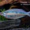 Gestreifter Regenbogenfisch, Chilatherina Fasciata, 5 Tiere -Interaquaristik Verkäufe Chilatherina fasciata gestreifter regenbogenfisch