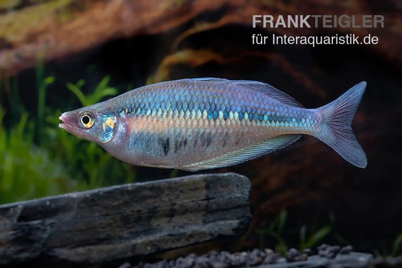 Gestreifter Regenbogenfisch, Chilatherina fasciata, 5 Tiere Gestreifter Regenbogenfisch, Chilatherina Fasciata, 5 Tiere -Interaquaristik Verkäufe Chilatherina fasciata gestreifter regenbogenfisch