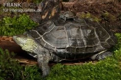 Chinesische Dreikielschildkröte, Mauremys Reevesii -Interaquaristik Verkäufe Chinesische Dreikielschildkroete Mauremys reevesii2