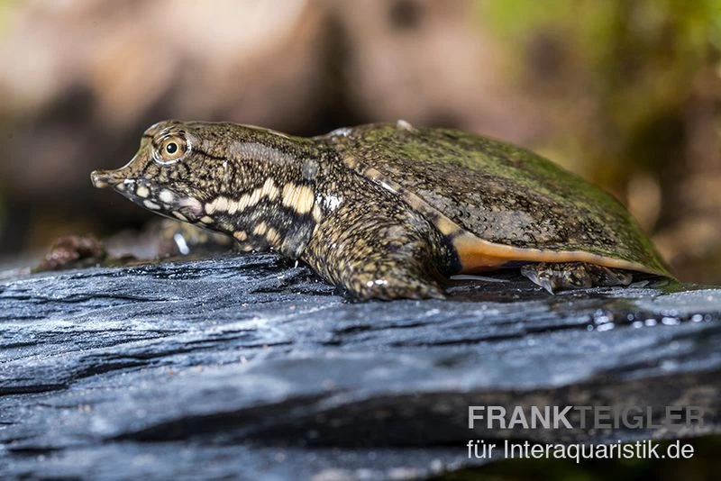 Chinesische Weichschildkröte, Pelodiscus sinensis Chinesische Weichschildkröte, Pelodiscus Sinensis -Interaquaristik Verkäufe Chinesische Weichschildkroete Pelodiscus sinensis 1