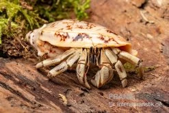 5 Kleine Landeinsiedlerkrebse, Coenobita Spec. -Interaquaristik Verkäufe Coenobita White Tiger 8