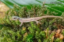 Conrau`s Zwerggecko, Lygodactylus Conraui -Interaquaristik Verkäufe Conraus Zwerggecko Lygodactylus conraui 3