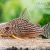 Sterbas Panzerwels, Corydoras Sterbai