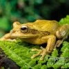 Costa Rica-Maskenlaubfrosch, Smilisca Phaeota