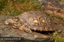 Costa-Rica-Pracht-Erdschildkröte, Rhinoclemmys Pulcherrima Manni -Interaquaristik Verkäufe Costa Rica Pracht Erdschildkroet Rhinoclemmys pulcherrima manni 3