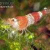 Bundle: 10x Crystal Red Garnele, Caridina Logemanni + Moos 1 Bundle: 10x Crystal Red Garnele, Caridina Logemanni + Moos -Interaquaristik Verkäufe Crystal Red Garnele caridina logemanni