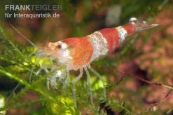 Bundle: 10x Crystal Red Garnele, Caridina Logemanni + Moos