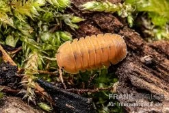 Mandarin-Assel, Cubaris Sp. “RubberduckyMandarin” -Interaquaristik Verkäufe Cubaris sp Rubberducky Mandarin Assel