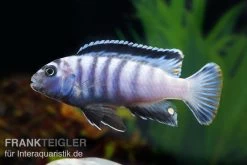 Sechsstreifen-Tilapia, Cynotilapia Afra "Jalo Reef", DNZ -Interaquaristik Verkäufe Cynotilapia afra 2