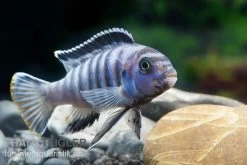 Sechsstreifen-Tilapia, Cynotilapia Afra "Jalo Reef", DNZ -Interaquaristik Verkäufe Cynotilapia afra