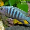 Sechsstreifen-Tilapia, Cynotilapia Afra "Jalo Reef", DNZ -Interaquaristik Verkäufe Cynotilapia afra Jalo Reef