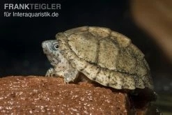 Dach-Moschusschildkröte, Sternotherus Carinatus -Interaquaristik Verkäufe Dach Moschusschildkroete Sternotherus carinatus 3