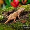 Dickkopfanolis, Anolis Cybotes -Interaquaristik Verkäufe Dickkopfanolis Anolis cybotes 2