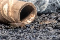 Kleinster Zwergflußkrebs - Cambarellus Diminutus - Paar + Handgemachte Krebshöhle