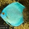 Diskusfisch ASIA-NZ, Symphysodon Discus Cobalt Blue