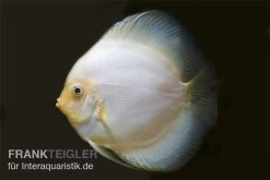 Diskusfisch ASIA-NZ, Symphysodon Discus White Diamond -Interaquaristik Verkäufe Diskus weiss