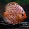 Diskusfisch ASIA-NZ, Symphysodon Discus Snake Skin Red Spotted -Interaquaristik Verkäufe Diskusfisch Symphysodon aequifasciatus 01 Snake Skin Red spotted 5