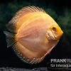 Diskusfisch ASIA-NZ, Symphysodon Discus Ghost (Golden Dragon)