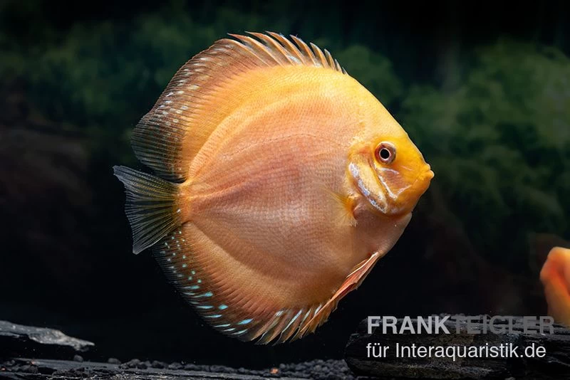 Diskusfisch ASIA-NZ, Symphysodon discus Ghost (Golden dragon) Diskusfisch ASIA-NZ, Symphysodon Discus Ghost (Golden Dragon) -Interaquaristik Verkäufe Diskusfisch Symphysodon aequifasciatus 03 Ghost