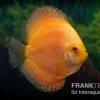 Diskusfisch ASIA-NZ, Symphysodon Discus Gold Master (Siam Gold) -Interaquaristik Verkäufe Diskusfisch Symphysodon aequifasciatus 04a Gold Master 1