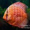 Diskusfisch ASIA-NZ, Symphysodon Discus Red Dragon -Interaquaristik Verkäufe Diskusfisch Symphysodon aequifasciatus 08 Red dragon 7