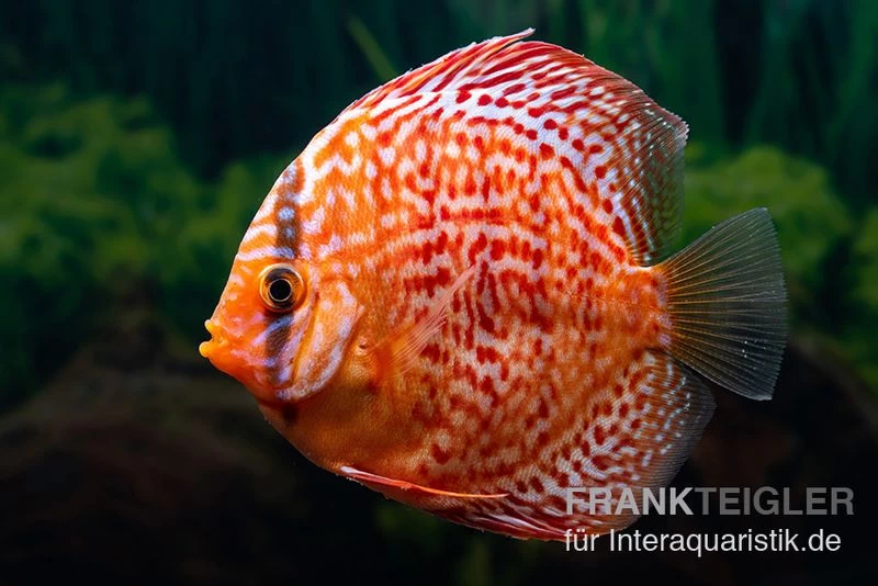 Diskusfisch ASIA-NZ, Symphysodon discus Red dragon Diskusfisch ASIA-NZ, Symphysodon Discus Red Dragon -Interaquaristik Verkäufe Diskusfisch Symphysodon aequifasciatus 08 Red dragon 7